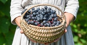 Uogų ir vaisių kelias