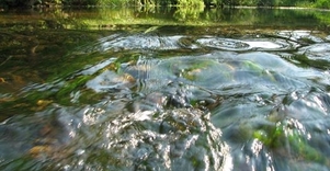 "Viliojanti sveikatos diena"