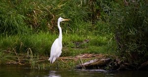 Vietinis kelionių organizatorius „Upaitė“