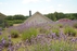 Lavender Village